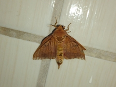 Saturniidae