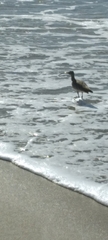 Numenius phaeopus