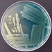 Pseudomonas aeruginosa - Photo (c) M. Whitson, some rights reserved (CC BY), uploaded by M. Whitson