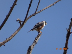 Gampsonyx swainsonii