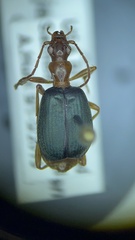 Brachinus janthinipennis