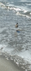 Numenius phaeopus