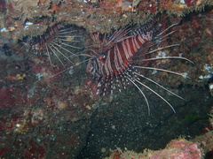 Pterois antennata