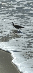 Numenius phaeopus