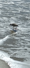 Numenius phaeopus