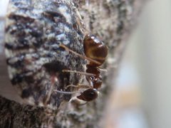 Lasius