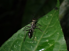 Sphecotypus niger image