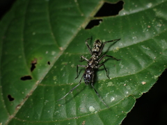 Sphecotypus niger