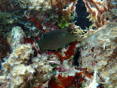 Canthigaster solandri