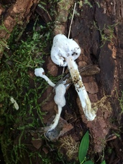 Hypomyces chlorinigenus