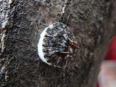Coccoidea