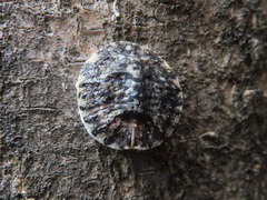 Coccoidea