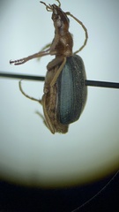 Brachinus janthinipennis