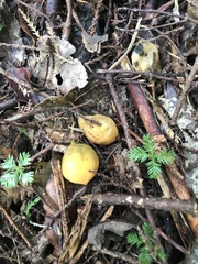 Passiflora tetrandra