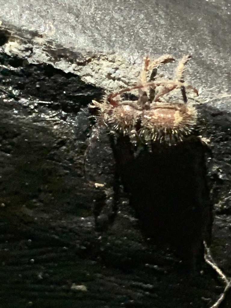 Hairy Borer
