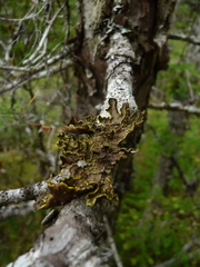 Pseudocyphellaria citrina