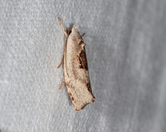 Tymbophora peltastis