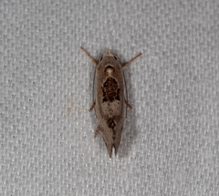 Tymbophora peltastis