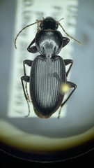Synuchus dubius