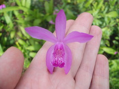 Bletilla striata