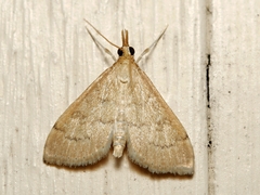 Metasia dicealis
