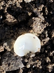 Geoscypha violacea