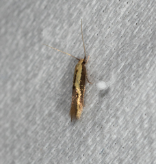 Opogona stenocraspeda