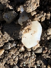 Geoscypha violacea