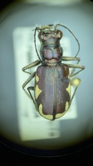 Cicindela scutellaris lecontei