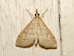 Metasia dicealis
