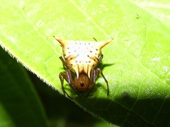 Micrathena flaveola