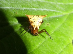 Micrathena flaveola