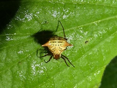 Micrathena flaveola