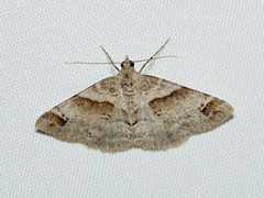 Syneora hemeropa