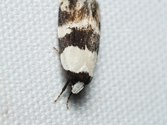 Zonopetala decisana