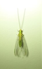 Italochrysa insignis