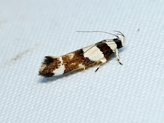 Macrobathra euryleuca