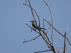 Tyrannus melancholicus