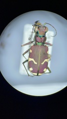 Cicindela limbalis