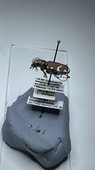Cicindela limbalis