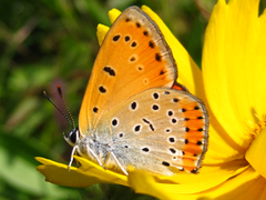 Lycaena dispar