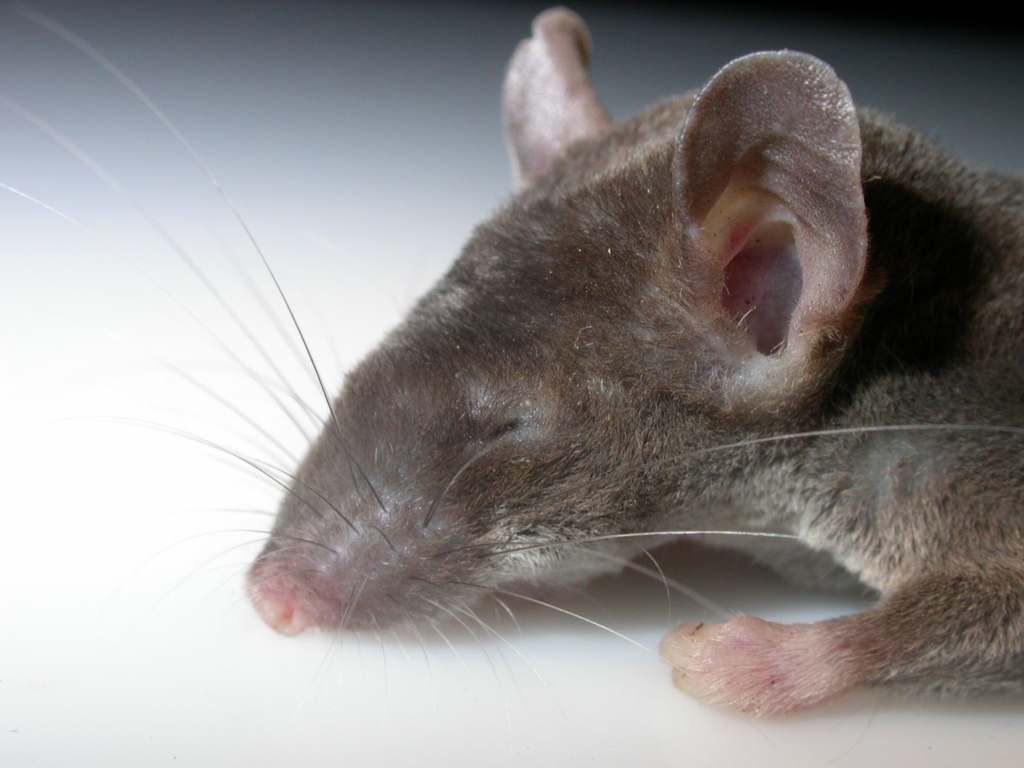 Southern Groove-toothed Mouse (Microhydromys argenteus)