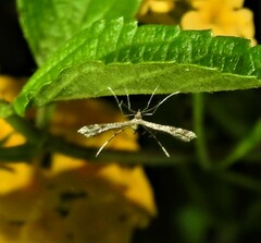 Lantanophaga pusillidactylus