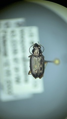 Bembidion carinula
