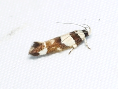 Macrobathra euryleuca