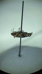 Bembidion carinula