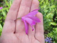Bletilla striata