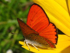 Lycaena dispar
