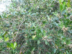 Lithraea brasiliensis