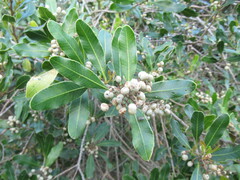 Lithraea brasiliensis